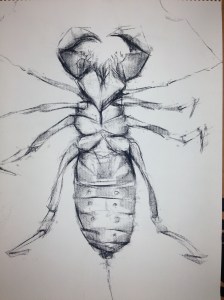 charcoal on newsprint 18"x24"