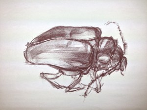 conte crayon on newsprint 18"x24"