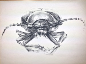 charcoal on newsprint 18"x24"